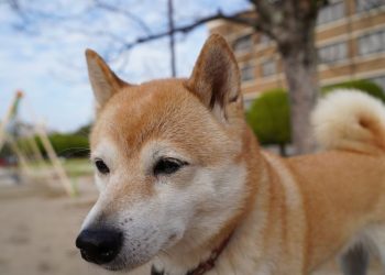 Is Bonk Dead? BONK Price Chops and Newest Meme Coin Smog Pumps 1185%